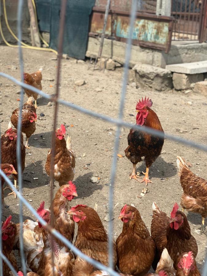 Agriturismo Annibale Tuoro sul Trasimeno Luaran gambar