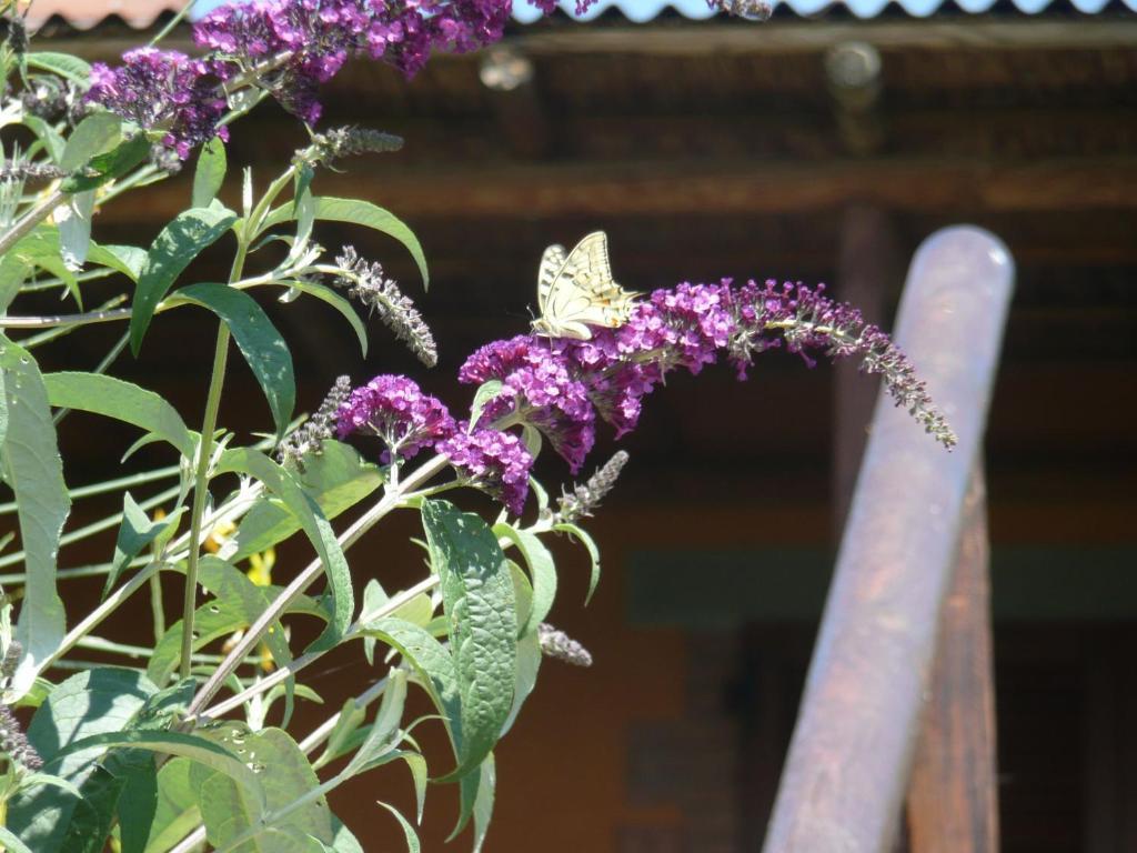 Agriturismo Annibale Tuoro sul Trasimeno Luaran gambar